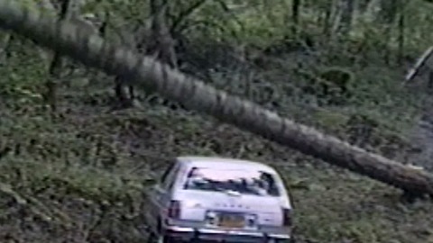 Tree Falls On Parked Car