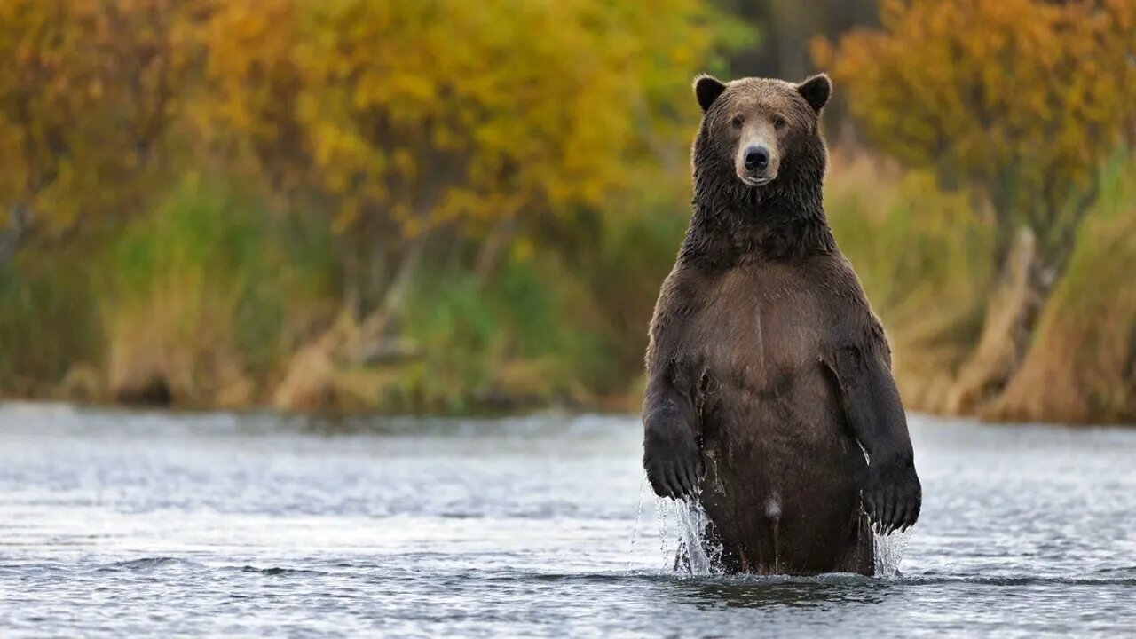 Greensboro Bear vs Jim the Pervert +