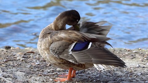 CatTV: duck cleaning purple feathered