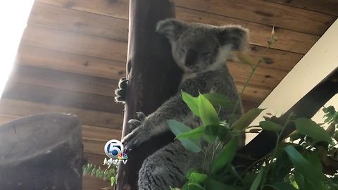 Katherine the Koala flies Southwest Airlines from L.A. to Palm Beach to meet her mate