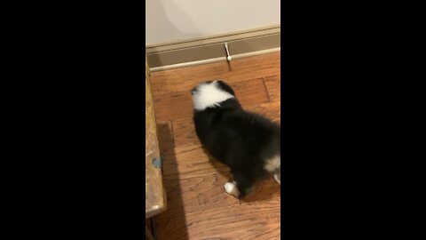 Aussie and the door stop