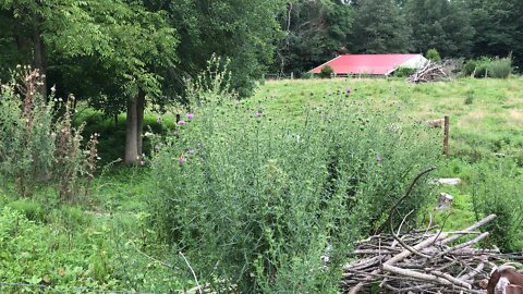 Butterflies Love Milk Thistle