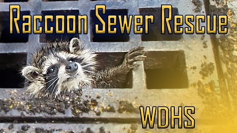 Raccoon Sewer Rescue