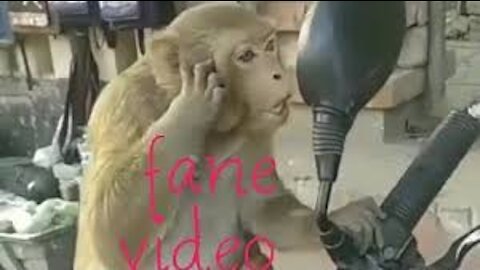 Fane video very very fane video 2021