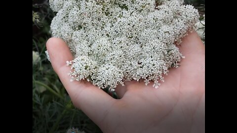 Carrots Blooming - I will harvest Seeds soon