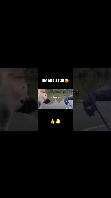 Unexpected Connection: Shepsky & Fish #shorts #trending #viral