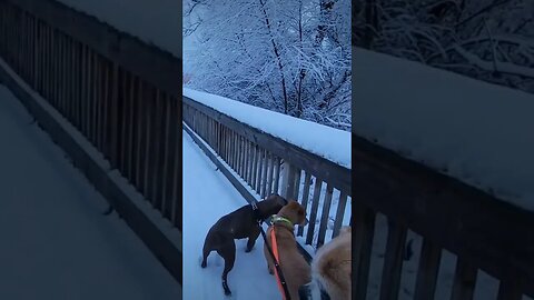 Walking in the winter wonderland #shorts #dogs #snow #winter #hiking #nature #viral #snowfall #pets