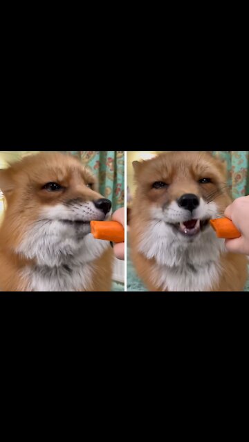 Hungry fox adorably munches on tasty carrots