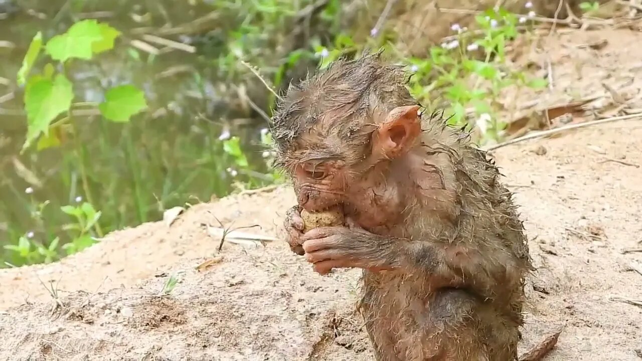 Oh My Goodness! baby kley rises from the ground to eat-11