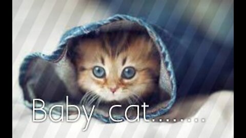 Cute cat/ funny cats/ babycat