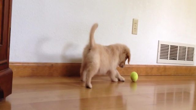 A Puppy Vs A Tennis Ball