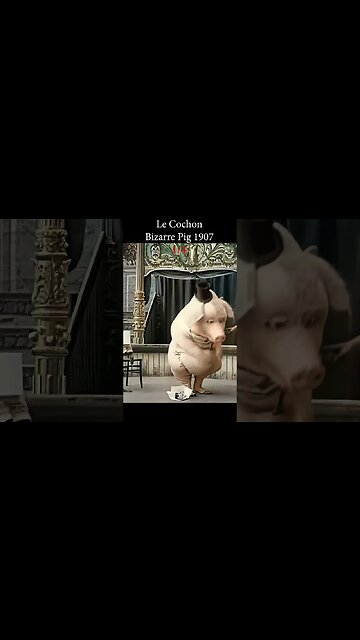 The Bizarre Dancing Pig - Fascinating Spectacle #1907 #history