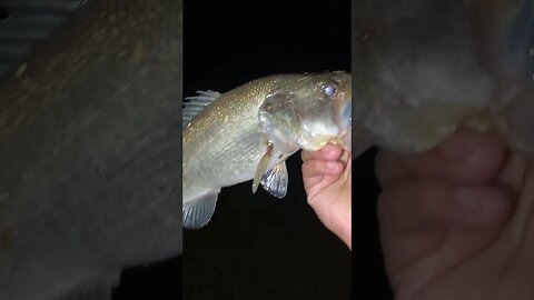 Catching a largemouth bass at night!