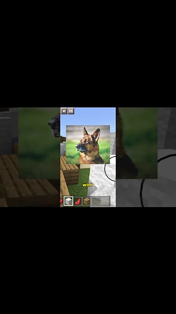 German Shepherds Vs Seagull?