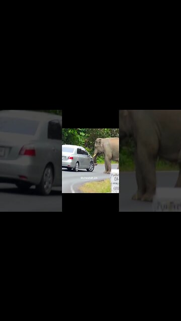 Elephant chekcing tires and suspension 🤣 #shorts