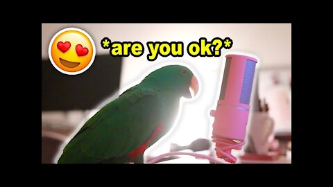 Bird Whispers Into Microphone for 5 Minutes Straight (to cure your sadness) *with subtitles