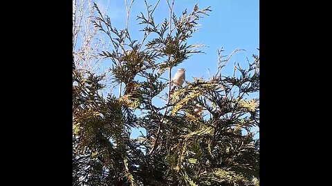 mussen in de achtertuin