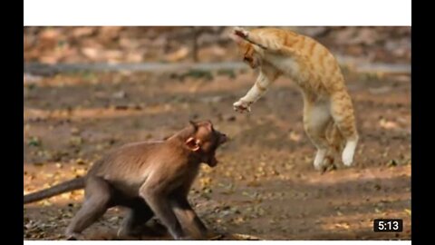 Monkey vs cat fight
