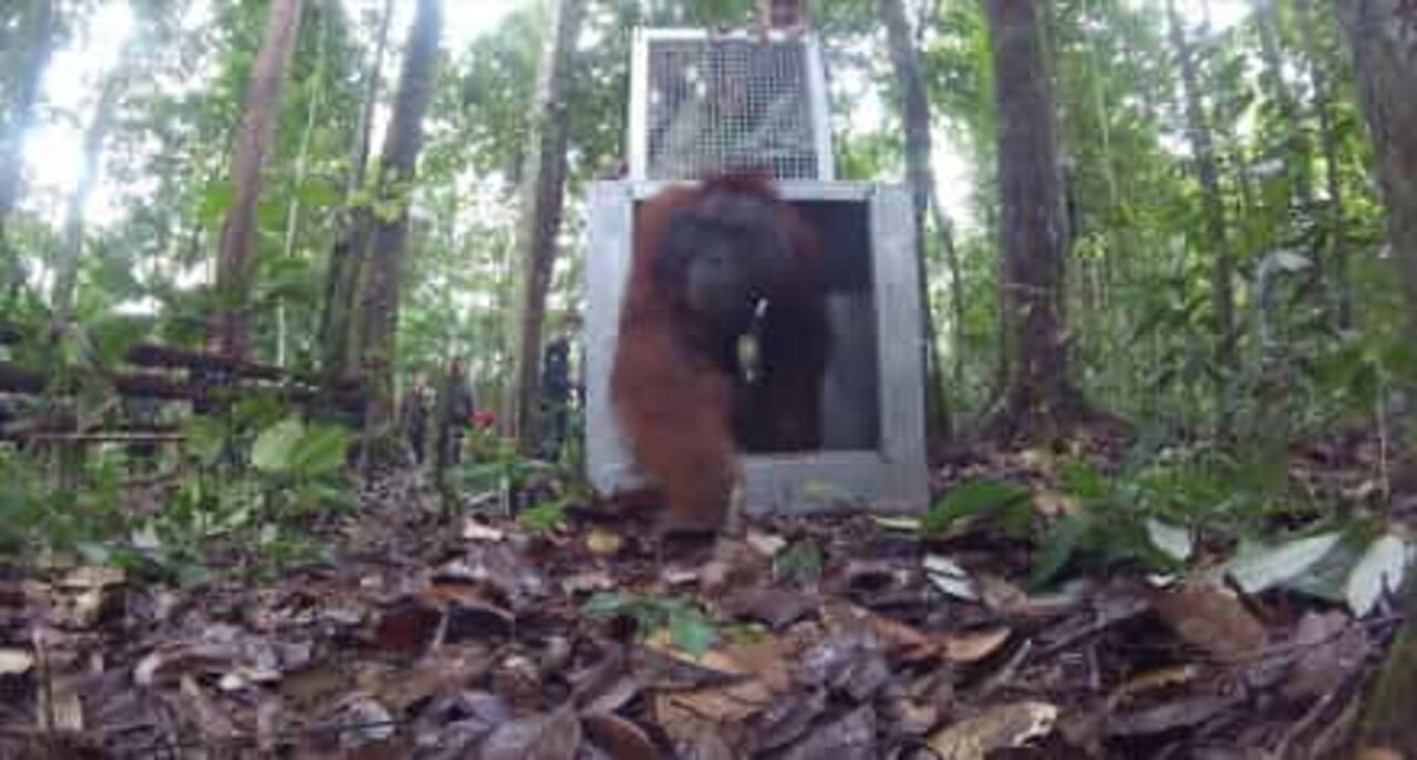 Trois orangs-outans sauvés rentrent enfin chez eux!