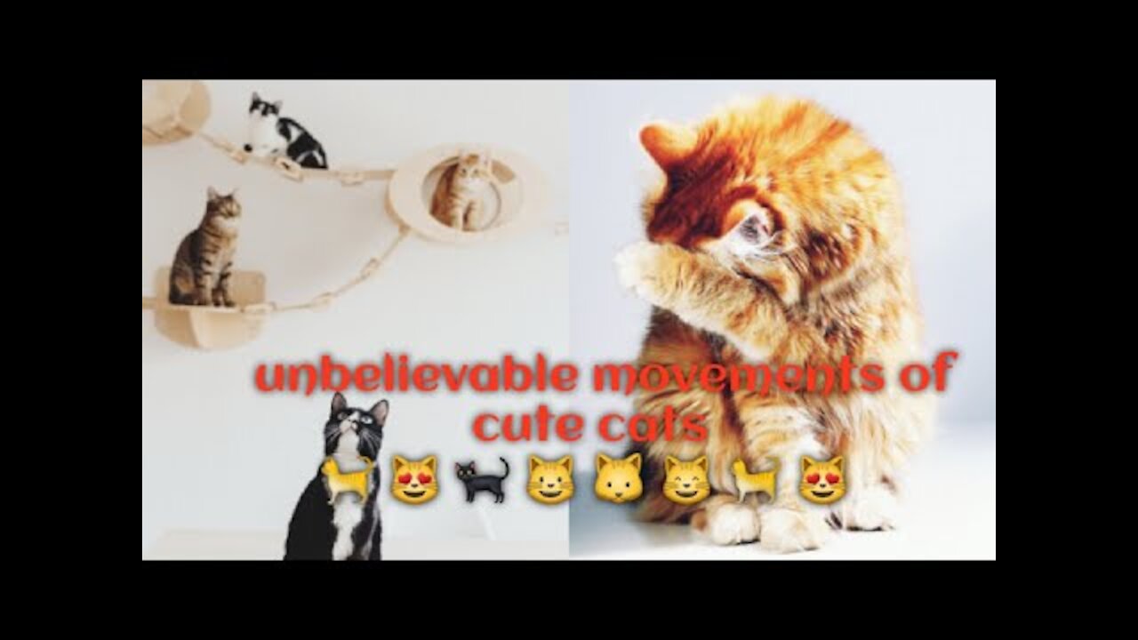 🐈 😻 😺 🐱 movements of cute cats!!Cute cats!!nuty cats!!cute pets!!Cute cates!!Finny 🐈 😻 😺 🐱