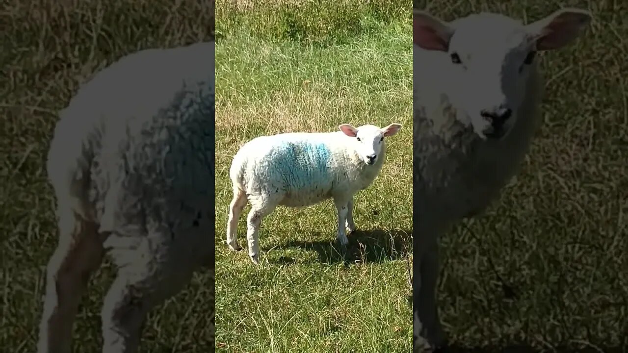 #sheep