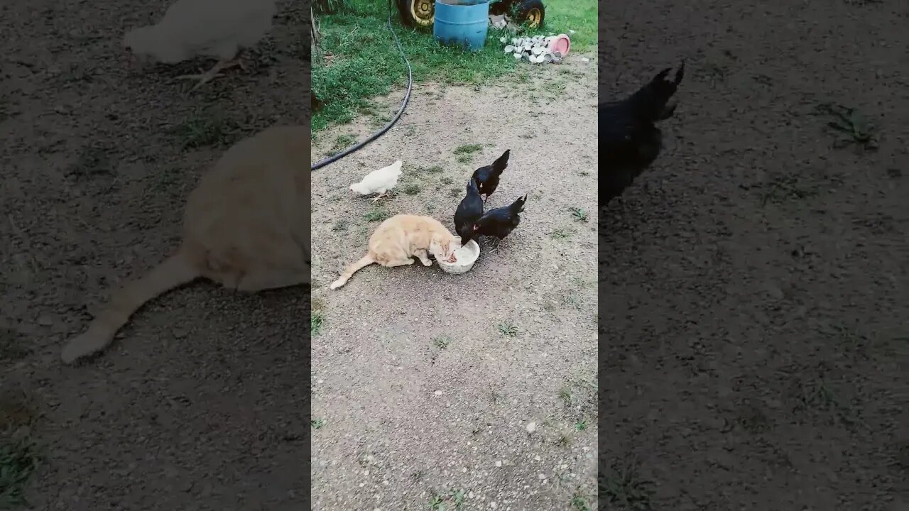 Chickens Steal Cat's Food !