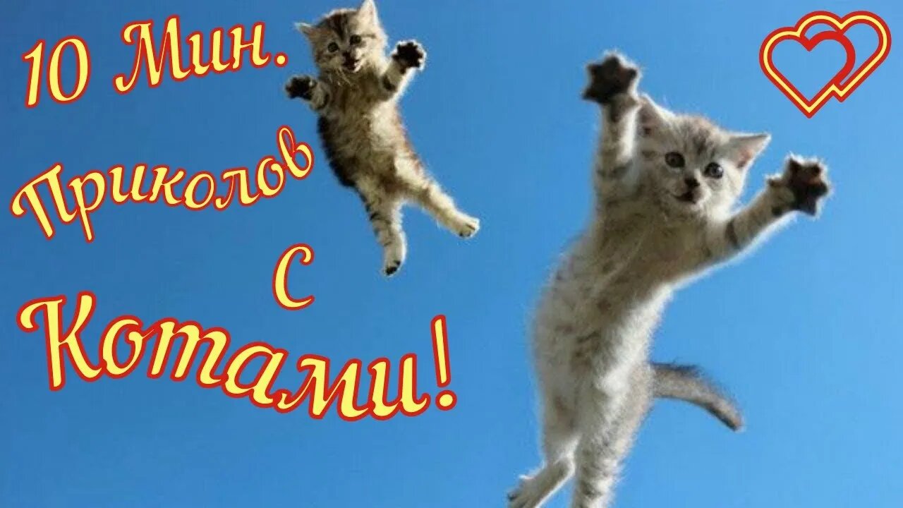 Смешные Коты 6 Funny Cats Юмор