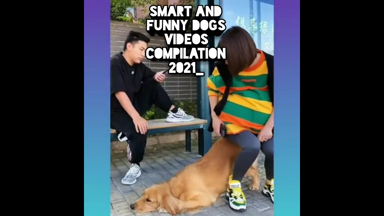 Smart and Funny Dogs Videos 2021_