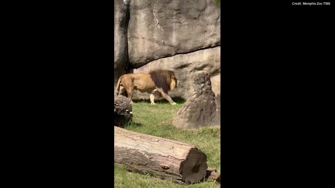 Lion Roars At Memphis Zoo Just In Time For Special Occasion