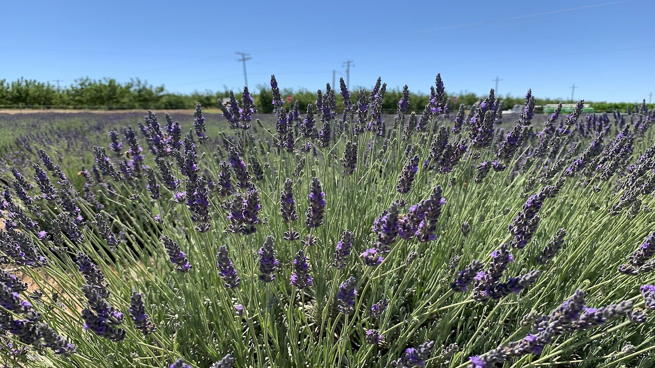 Beautiful Lavender Farm in Dixon, CA