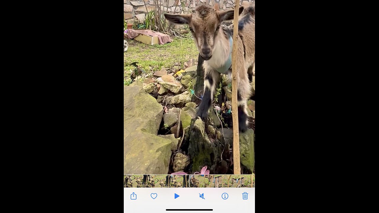 Precious baby goat crashes into pole after crazy flip.😂😂