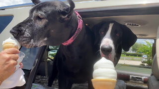 Happy Great Danes Enjoy Dairy Queen Ice Cream Cones