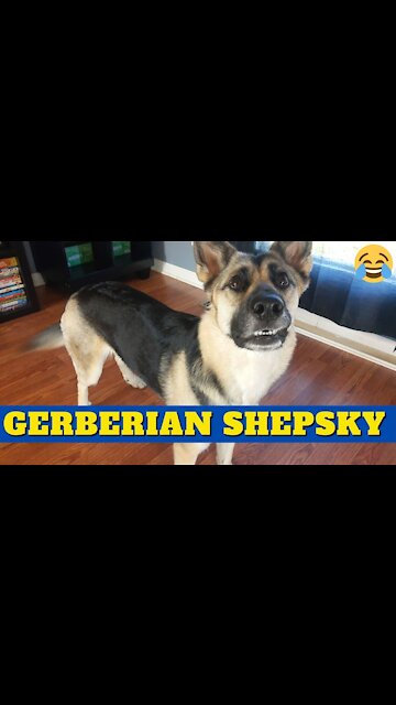 Gerberian Shepsky Are So Funny Compilation | Dog Memes