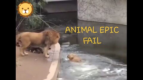 Animal Epic Fail: Funny Video Compilation