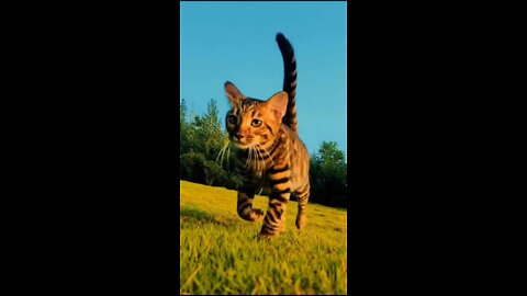 tiger cat