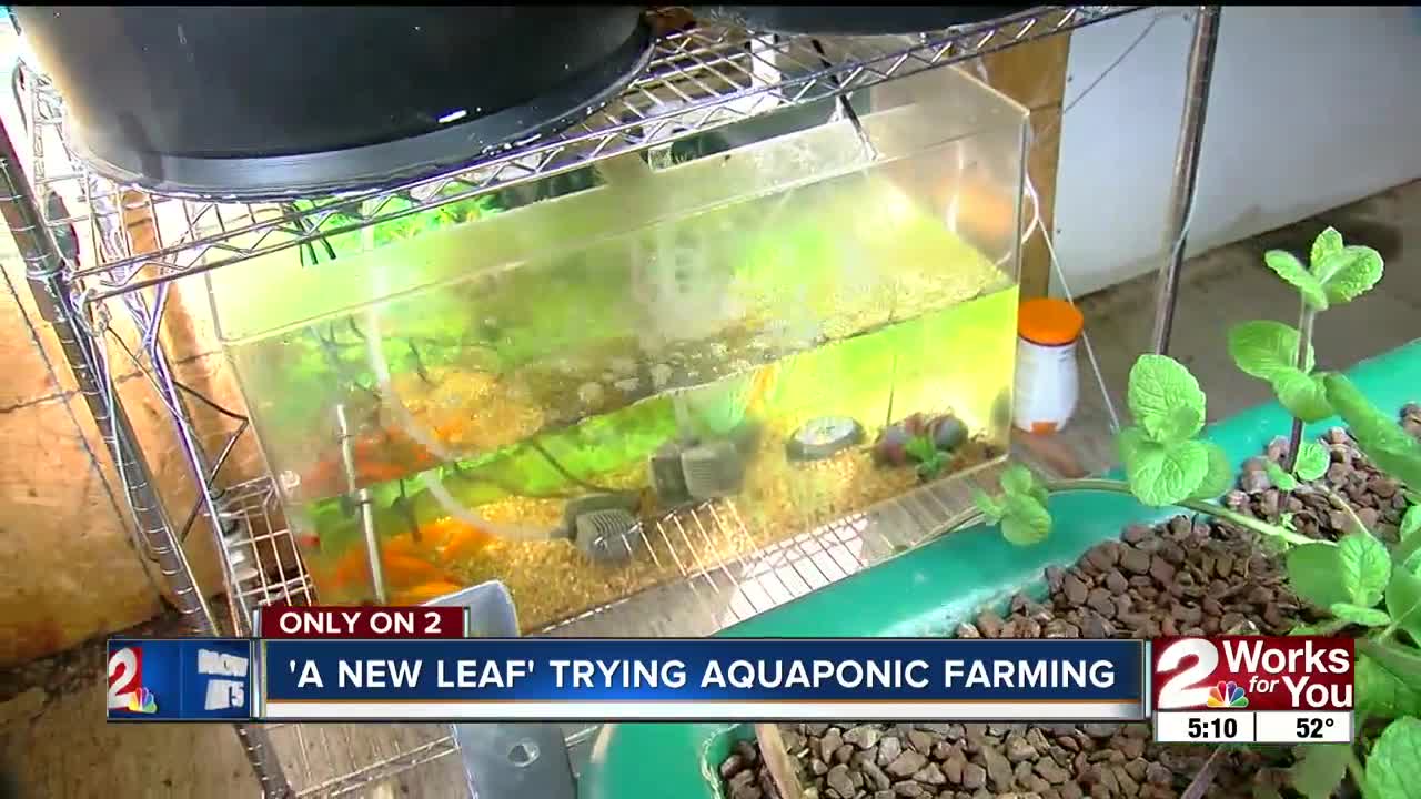 A local nonprofit tries aquaponic farming to grow year-round and create more jobs