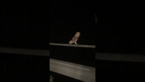 What animal is this?