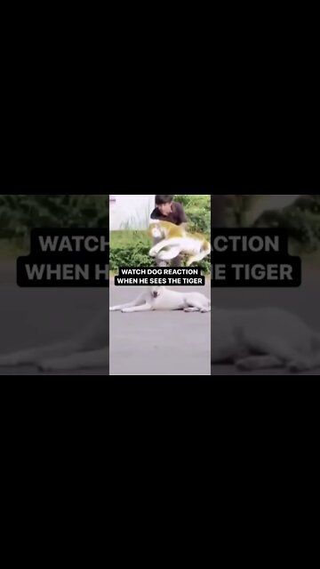 WATCH DOG REACTION WHEN HE SEES THE TIGER!