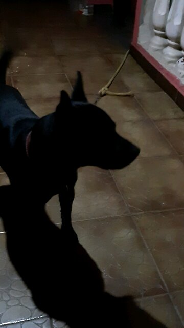 DOG LINDO