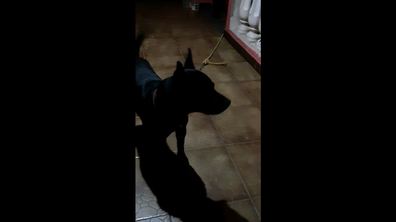 DOG LINDO