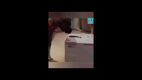 Cute animals -- funny animals#cutecat #cuteanimals #cutedogs #cute #funnycats