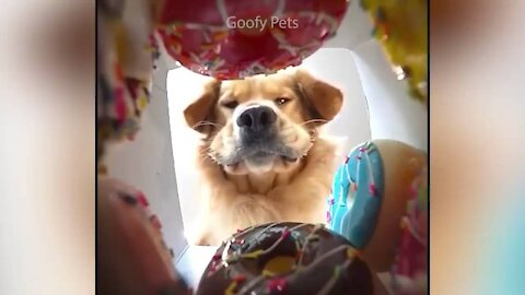 cat reaction to cutting cake and funny dog cake reaction to cutting cake