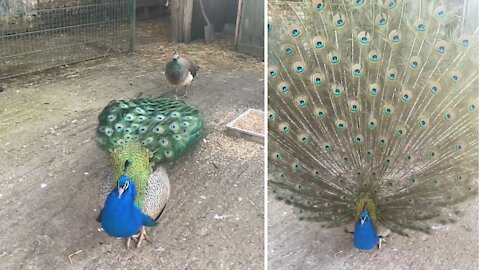 Diran our peacock Display in slow motion