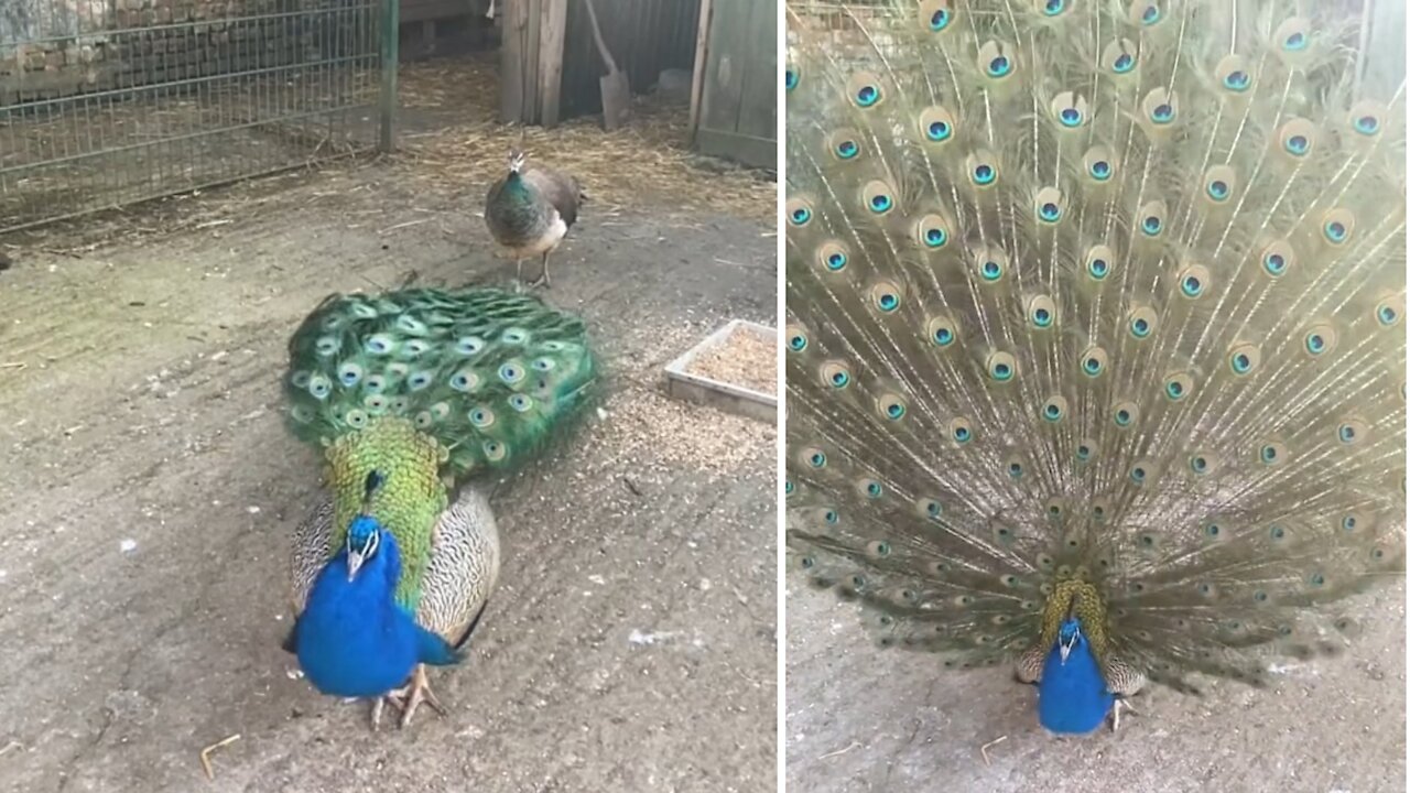 Diran our peacock Display in slow motion