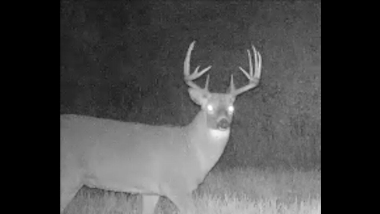 Fred Zeppelin 2021, Monster Bucks & Young Monster Bucks