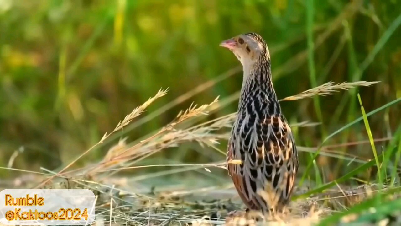 The beauty of nature and birds