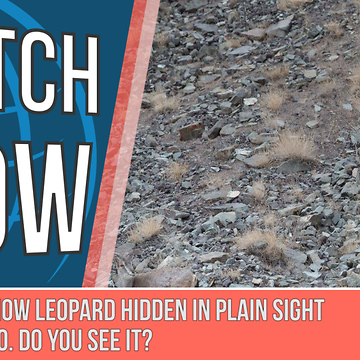 There's a Snow Leopard Hidden in Plain Sight in This Photo. Do You See it?