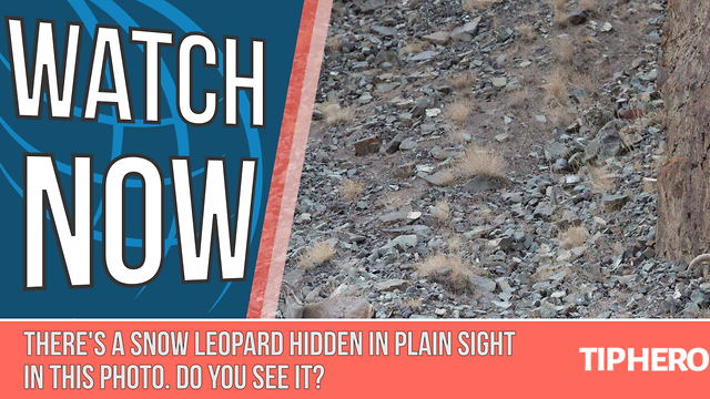 There's a Snow Leopard Hidden in Plain Sight in This Photo. Do You See it?