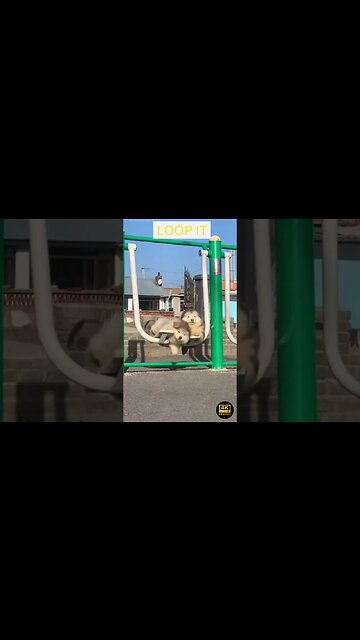 Best Funny Animal Video - funny animals - funny cats / dogs - funny animal videos #283