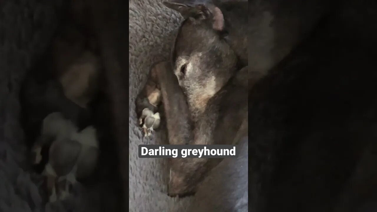 Elsa the disabled greyhound napping. Too cute 🥰